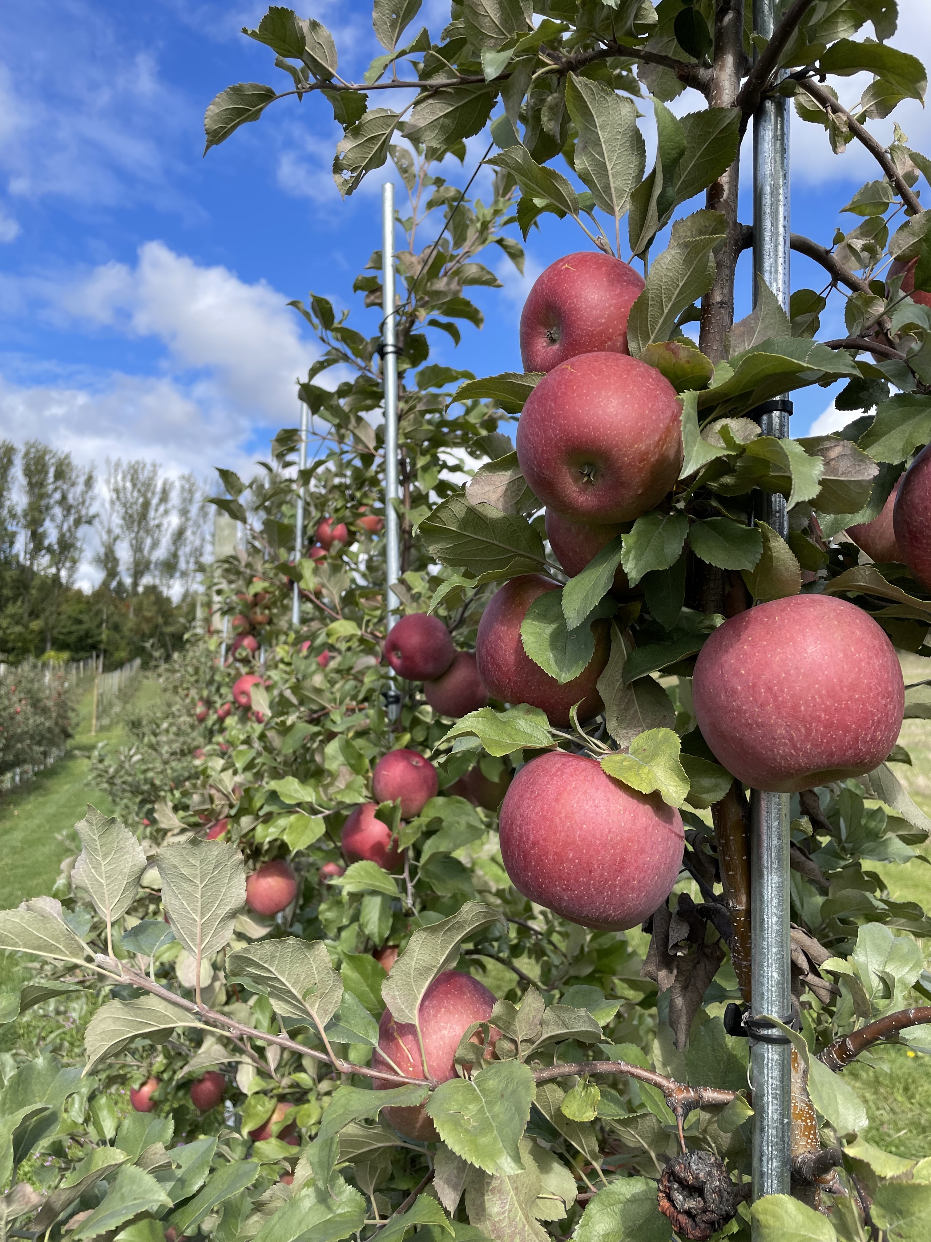 Evercrisp apples